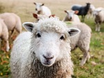 ireland, sheep, lambs, livestock, animals, closeup, cute, pasture, field, meadow, farm, nature, outdoors, country, rural, herd, hdr, brown nature, brown animals, brown farm, brown field, brown natural, sheep, sheep, sheep, sheep, sheep, farm